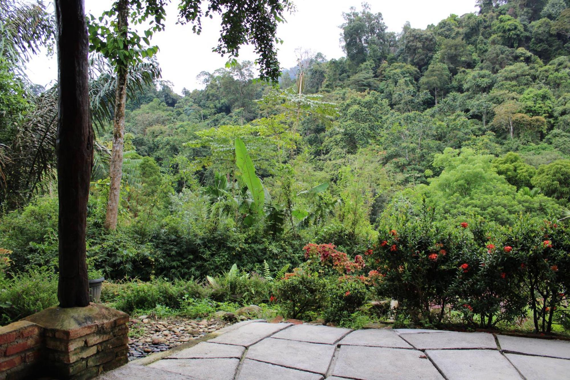 Mountain View Cottages & Villa Tangkahan المظهر الخارجي الصورة